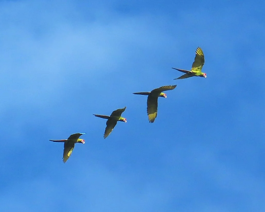 Lapas verdes (Ara ambiguus) en vuelo, especie ancla de La Mariola.