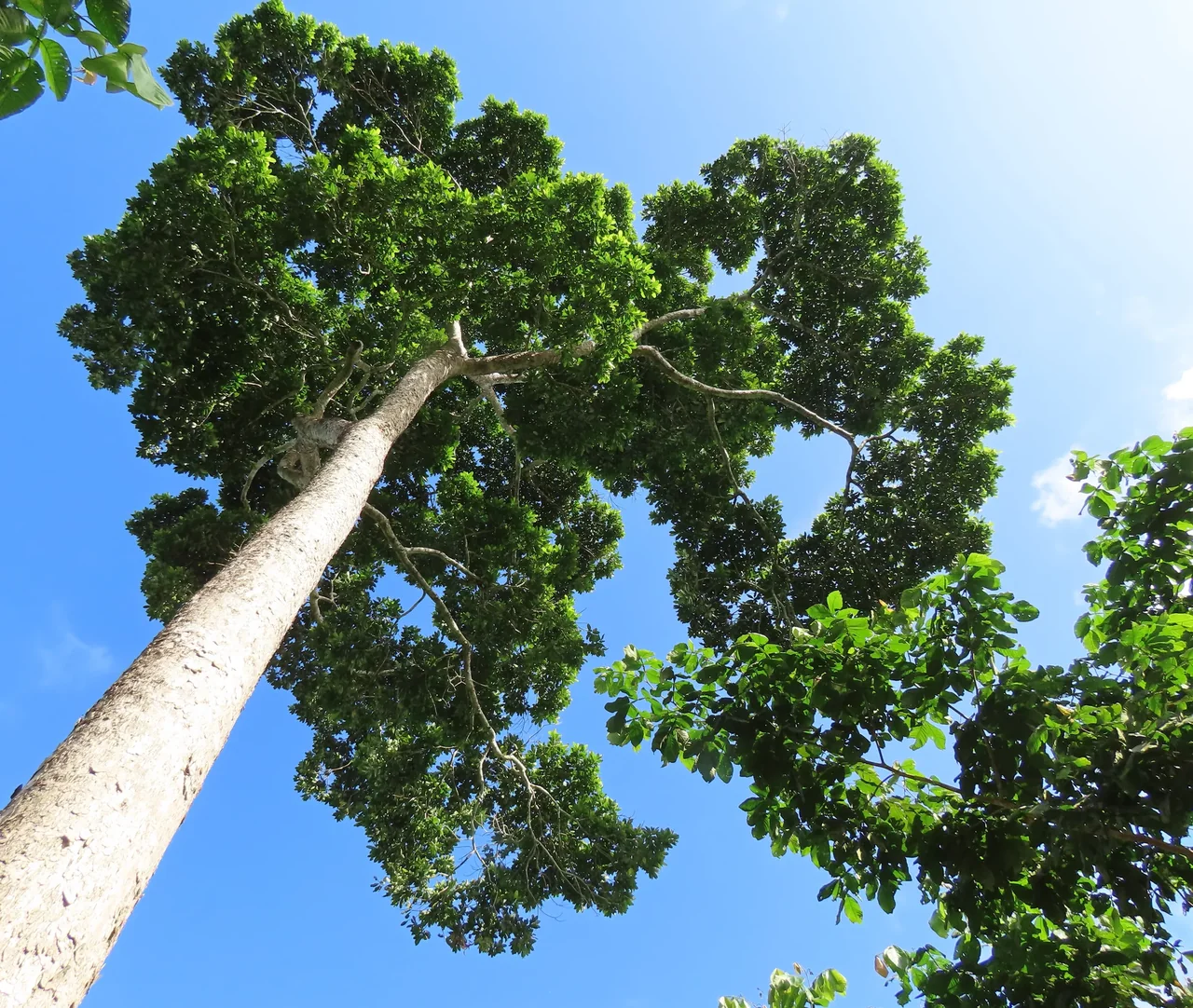 Árbol alto del bosque tropical húmedo de La Mariola visto desde abajo.