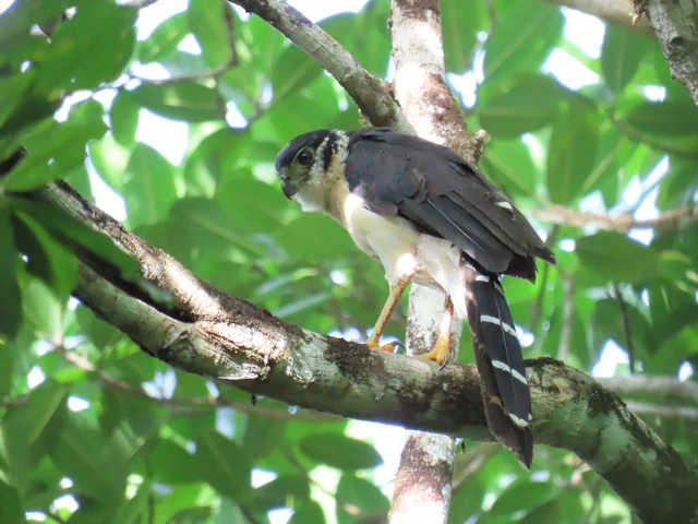 Ave rapaz del bosque registrada en La Mariola, hotspot eBird en Río San Juan.