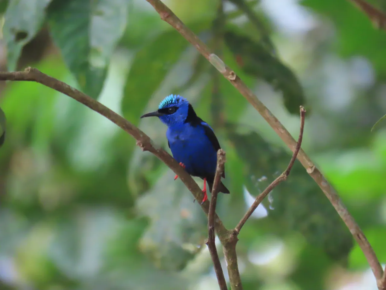 Mielero patirrojo (Cyanerpes cyaneus) en la finca de La Mariola.