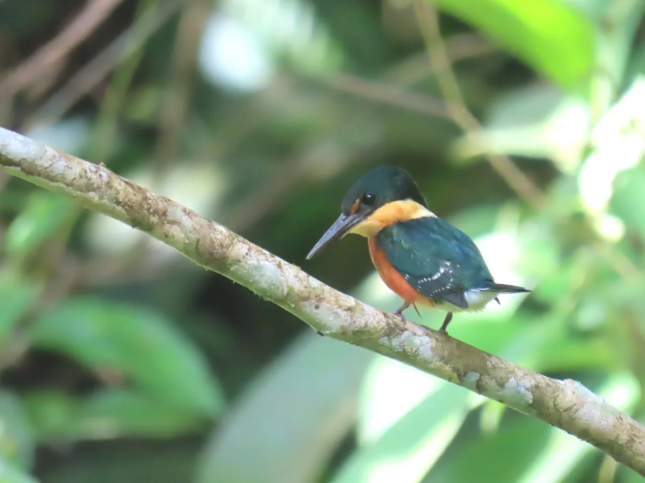 Martín pescador enano (Chloroceryle aenea) junto al río en La Mariola.