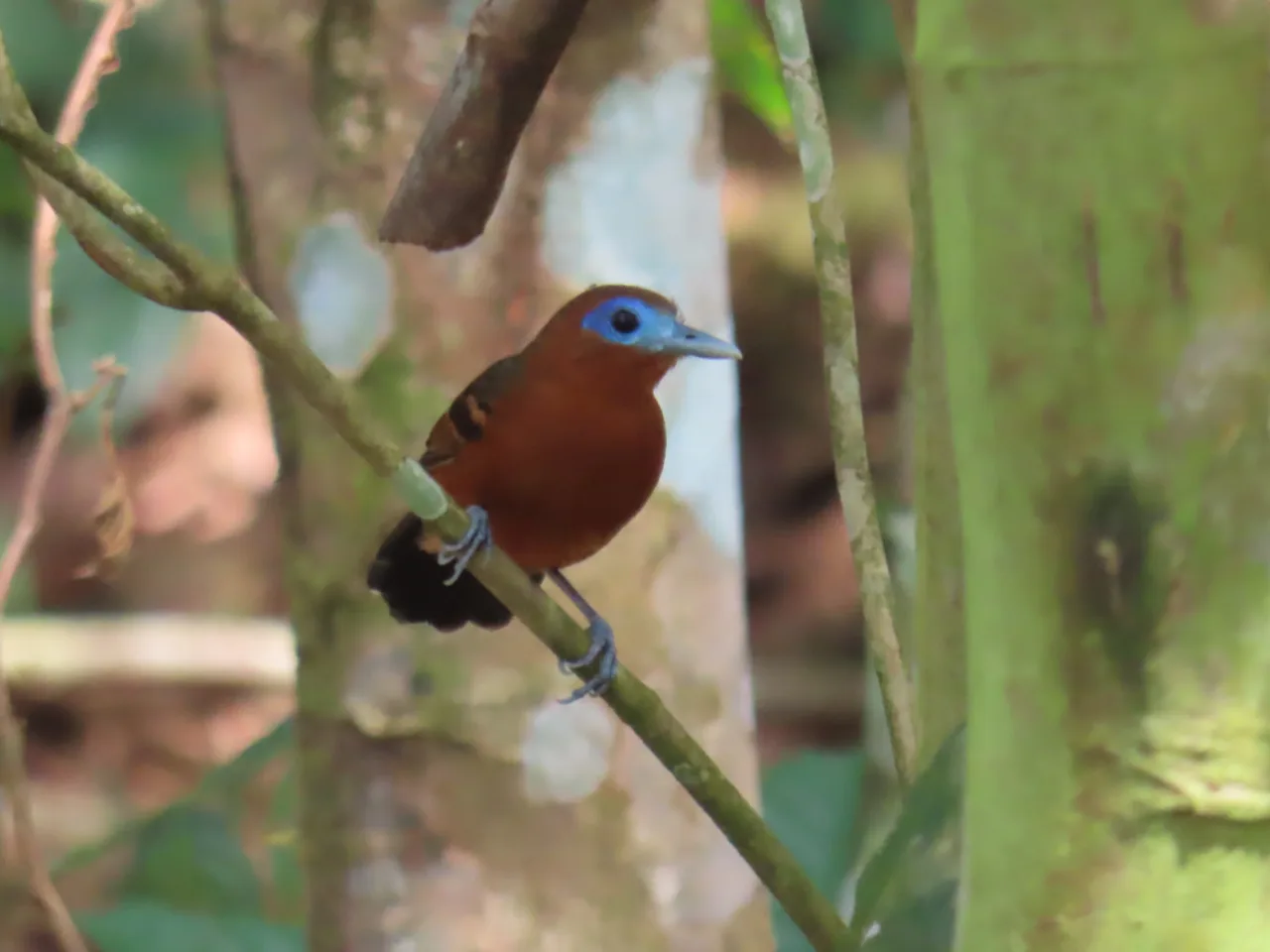 Bare-crowned Antbird (Gymnocichla nudiceps) registrado en La Mariola.