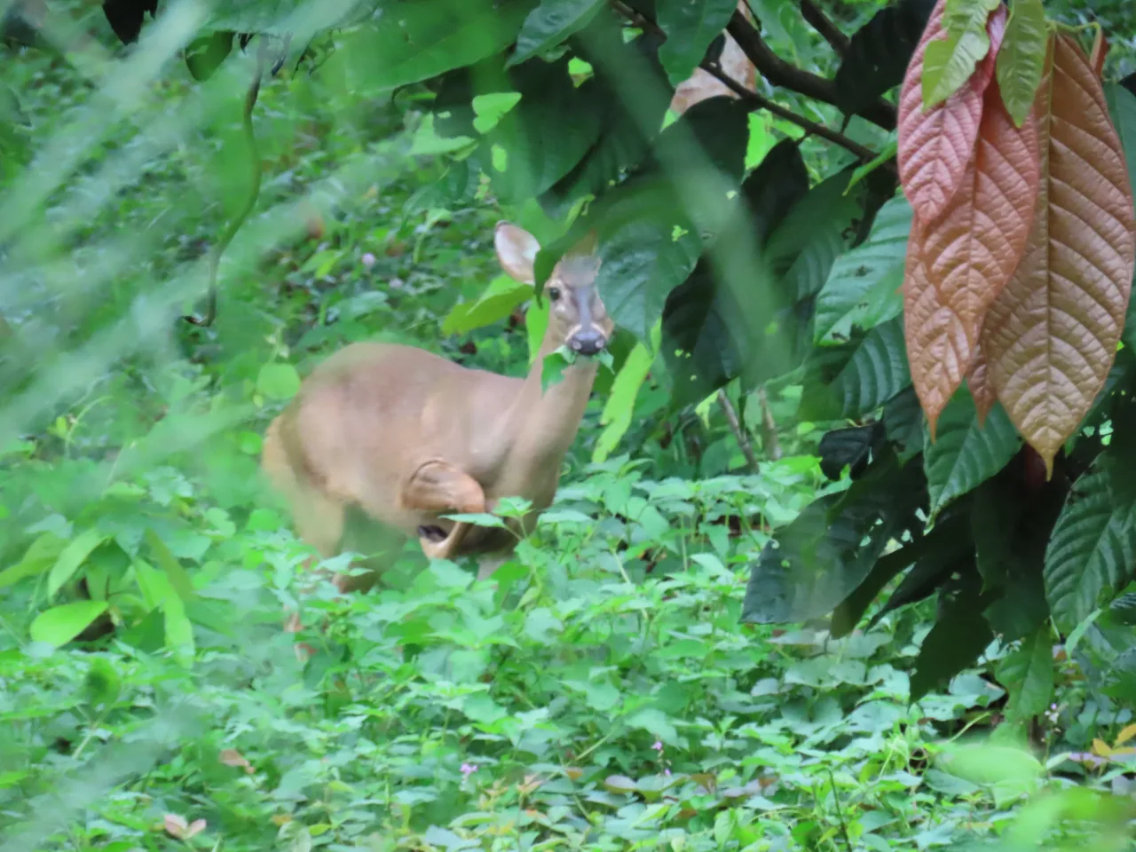 Venado cola blanca (Odocoileus virginianus) entre la vegetación de La Mariola.