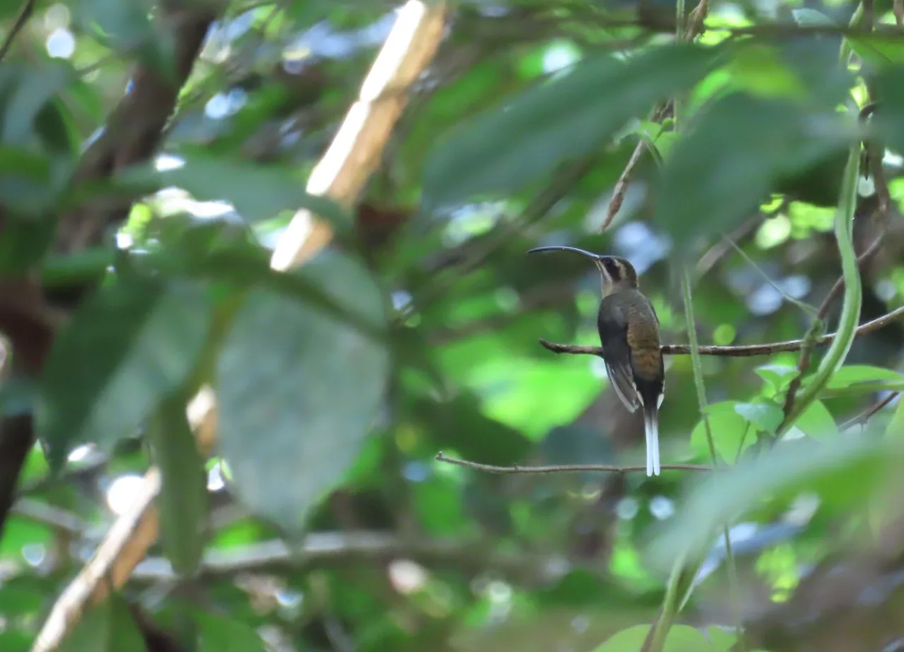 Ermitaño colilargo (Phaethornis longirostris) posado en el sotobosque de La Mariola, Río San Juan.