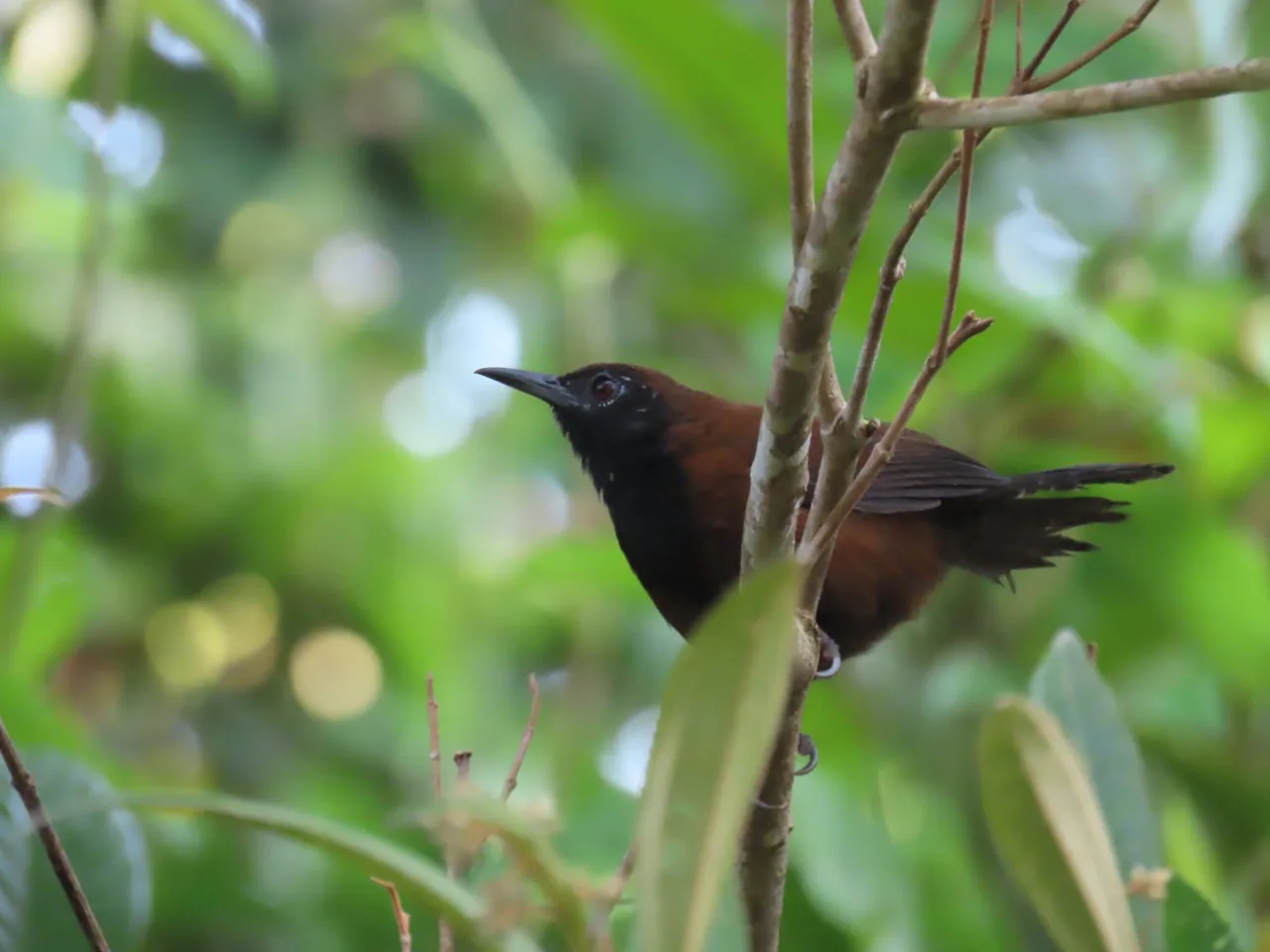 Black-throated Wren (Pheugopedius atrogularis) registrado en La Mariola.