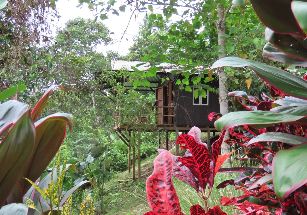 Cabaña de madera sobre pilotes entre la vegetación tropical de La Mariola.