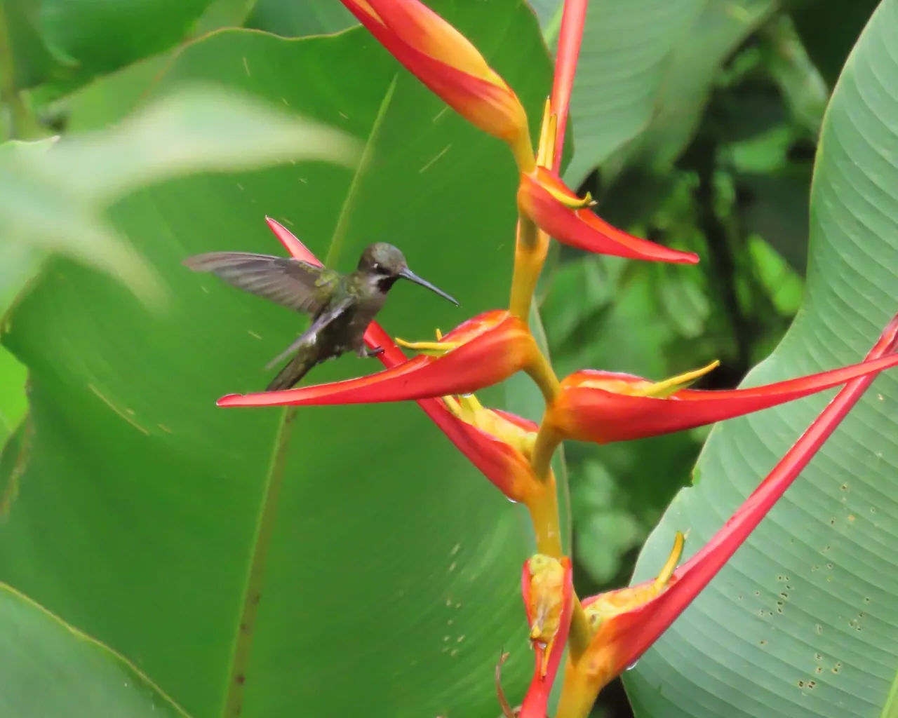 Colibrí posado en una flor de heliconia en los jardines de La Mariola.