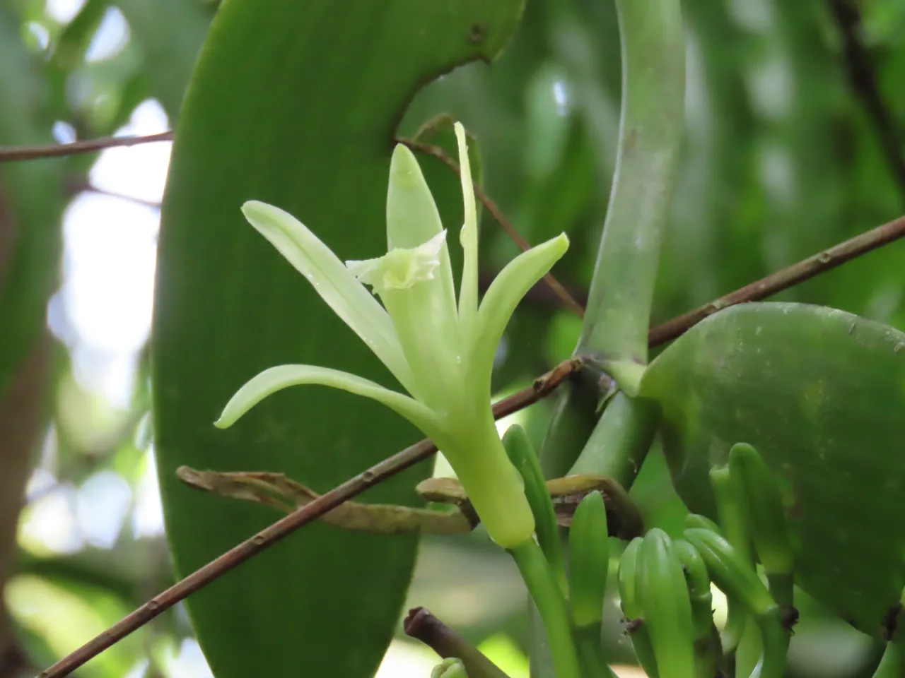 Flor de vainilla (Vanilla sp.) en la finca agroecológica La Mariola.