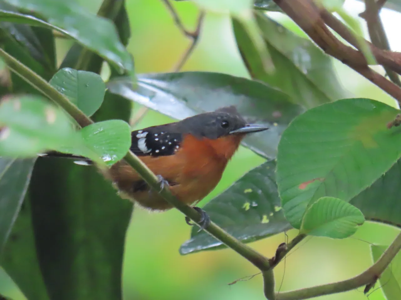 Dot-winged Antwren (Microrhopias quixensis) macho registrado en La Mariola.