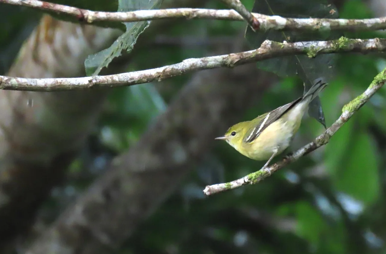 Reinita castaña (Setophaga castanea) posada en una rama del bosque de La Mariola, Río San Juan.