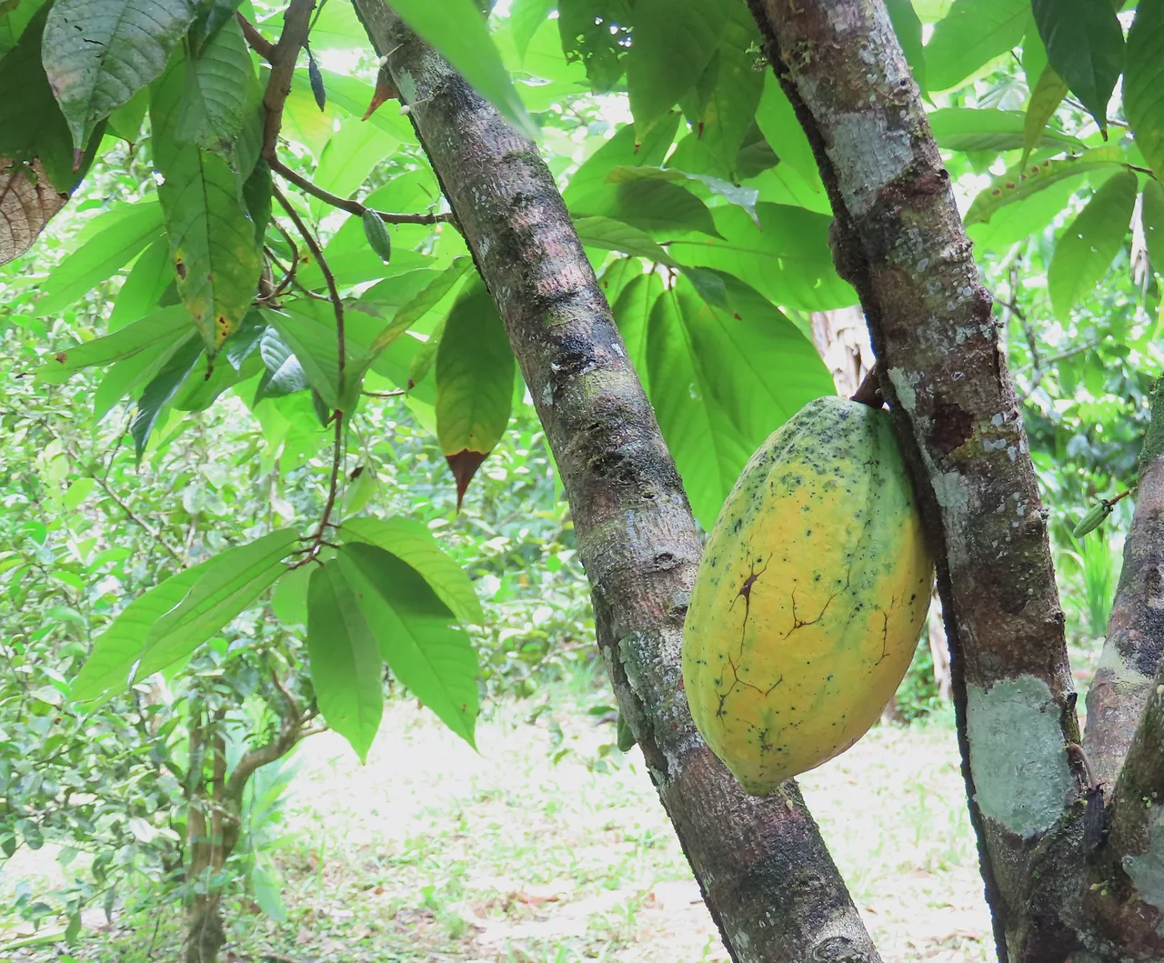 Mazorca de cacao madura en la finca agroecológica La Mariola.