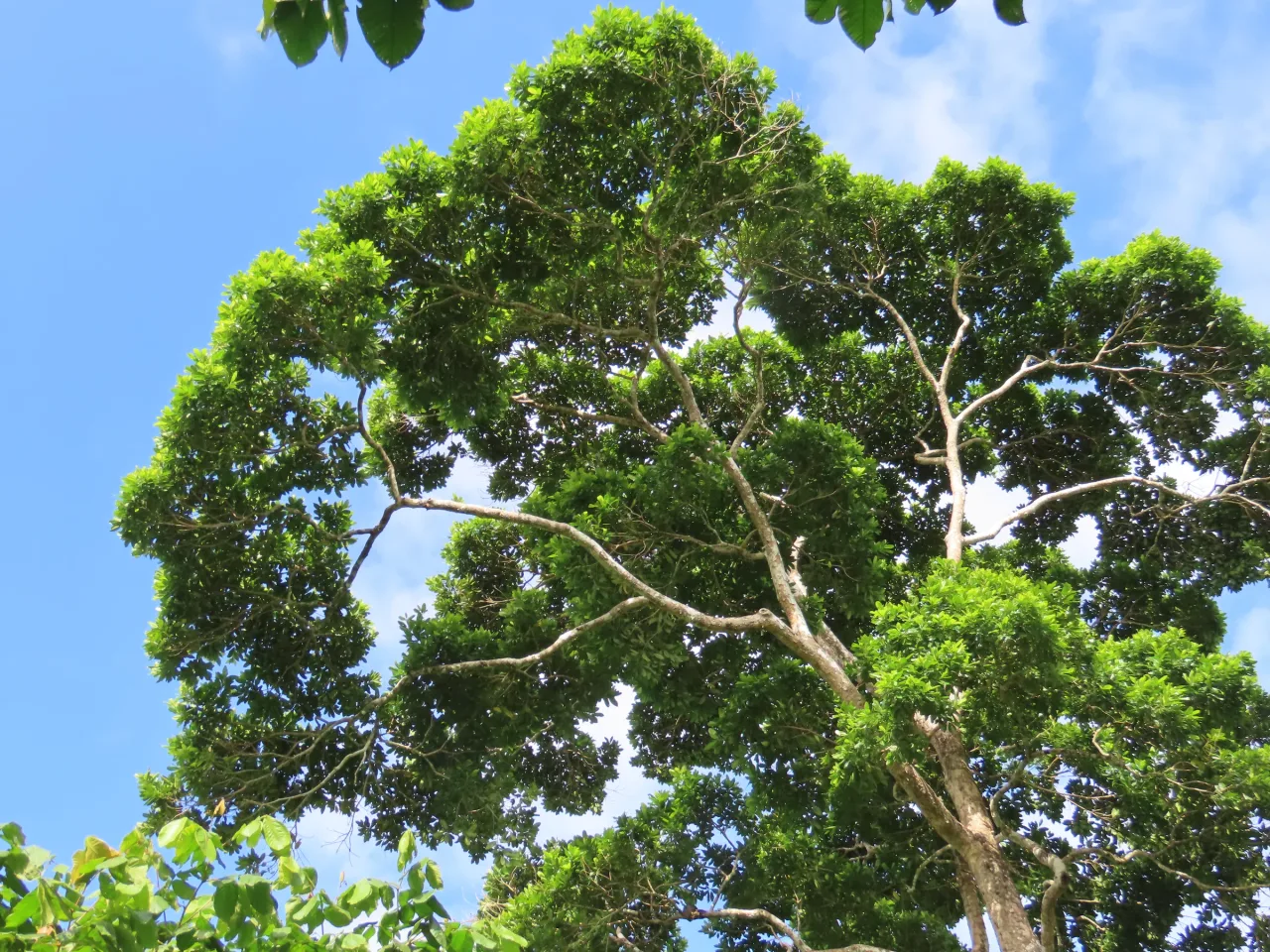 Árbol alto del bosque de la finca La Mariola recortado contra el cielo.