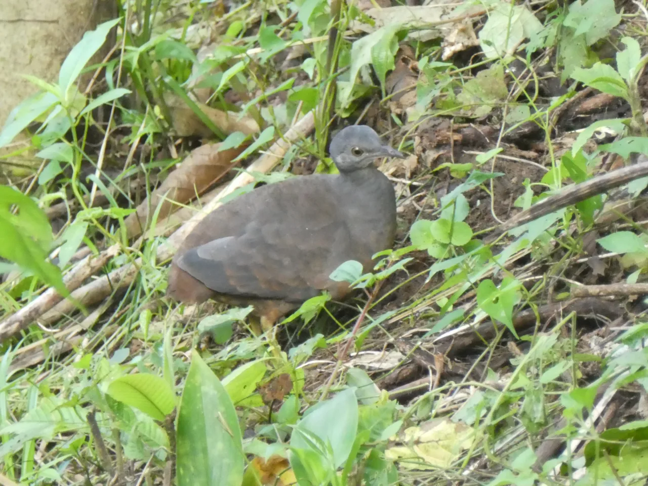 Little Tinamou (Crypturellus soui) registrado en La Mariola.