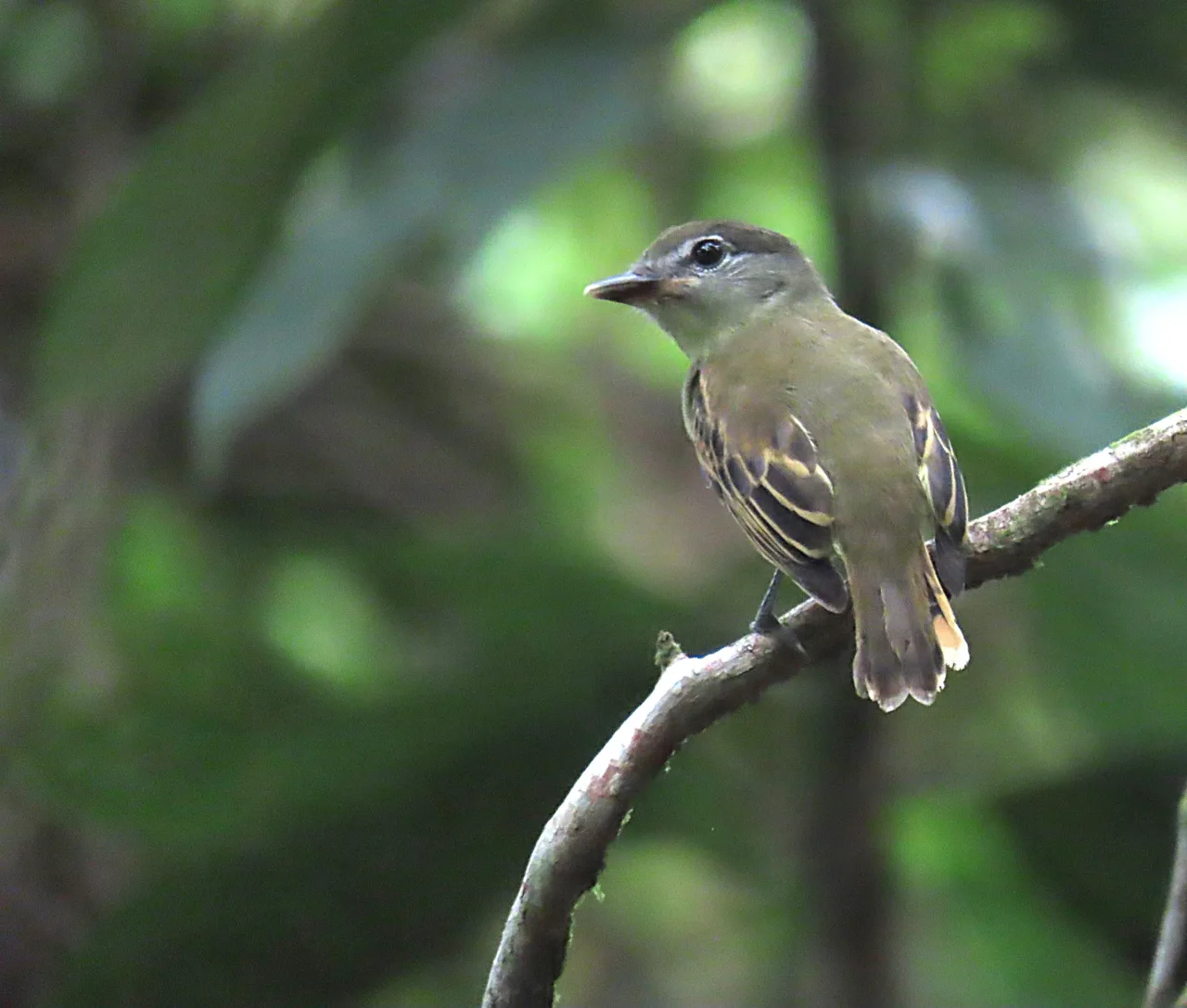Cabezón aliblanco (Pachyramphus polychopterus) posado en el sotobosque de La Mariola.