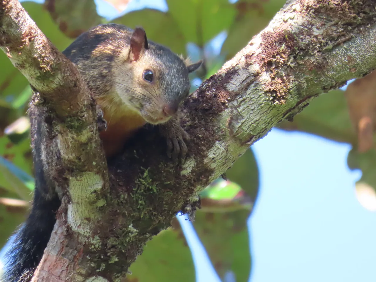 Ardilla variegada (Sciurus variegatoides) en el bosque de La Mariola.