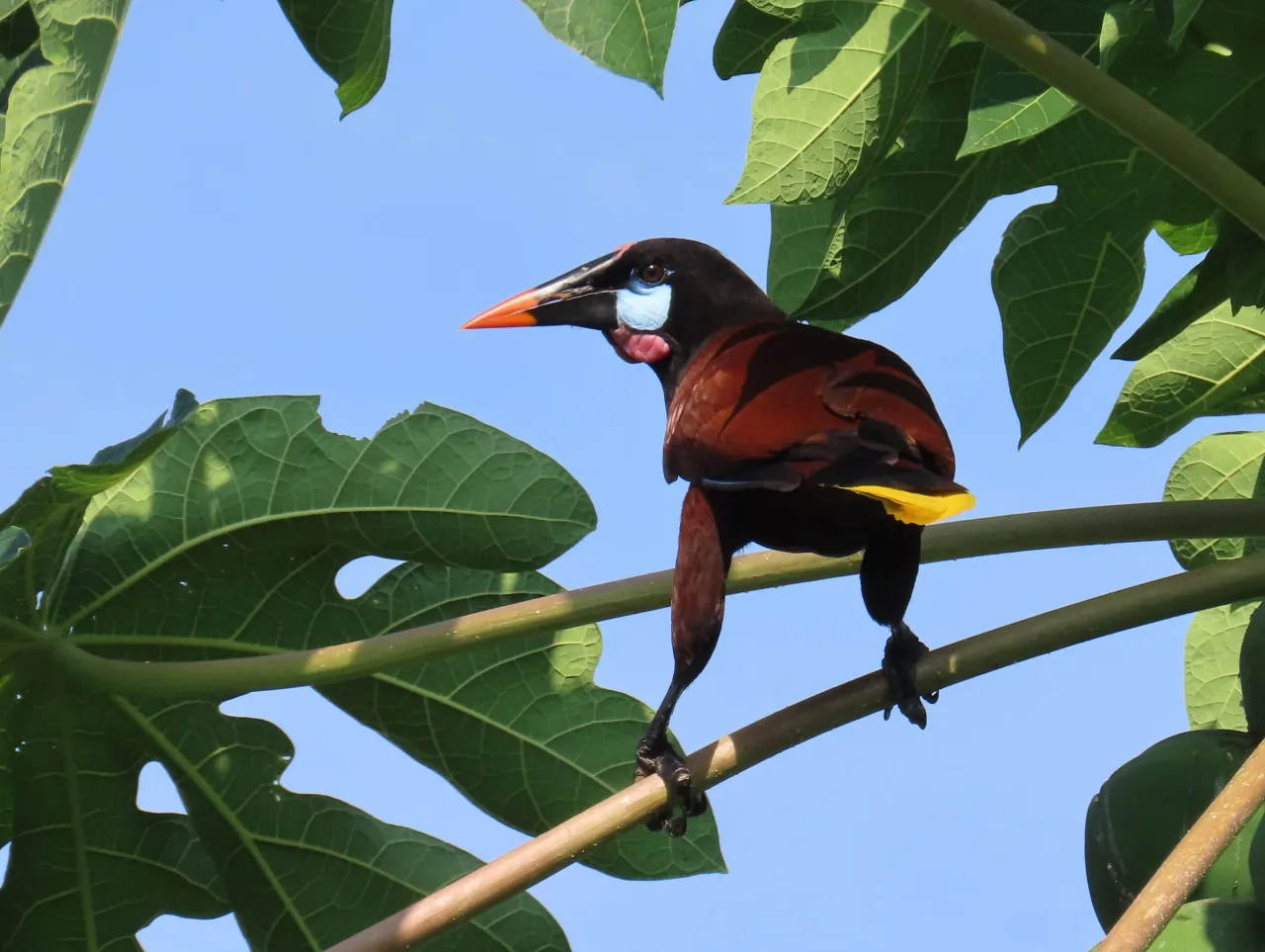 Oropéndola de Moctezuma (Psarocolius montezuma) posada en La Mariola.