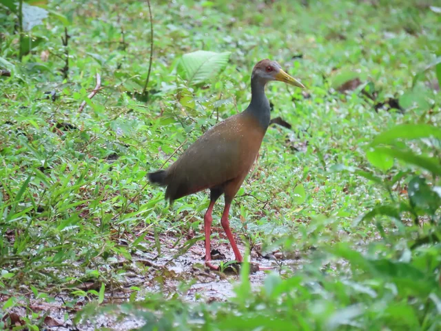 Rascón cuelligrís (Aramides cajaneus) en el suelo húmedo de La Mariola.