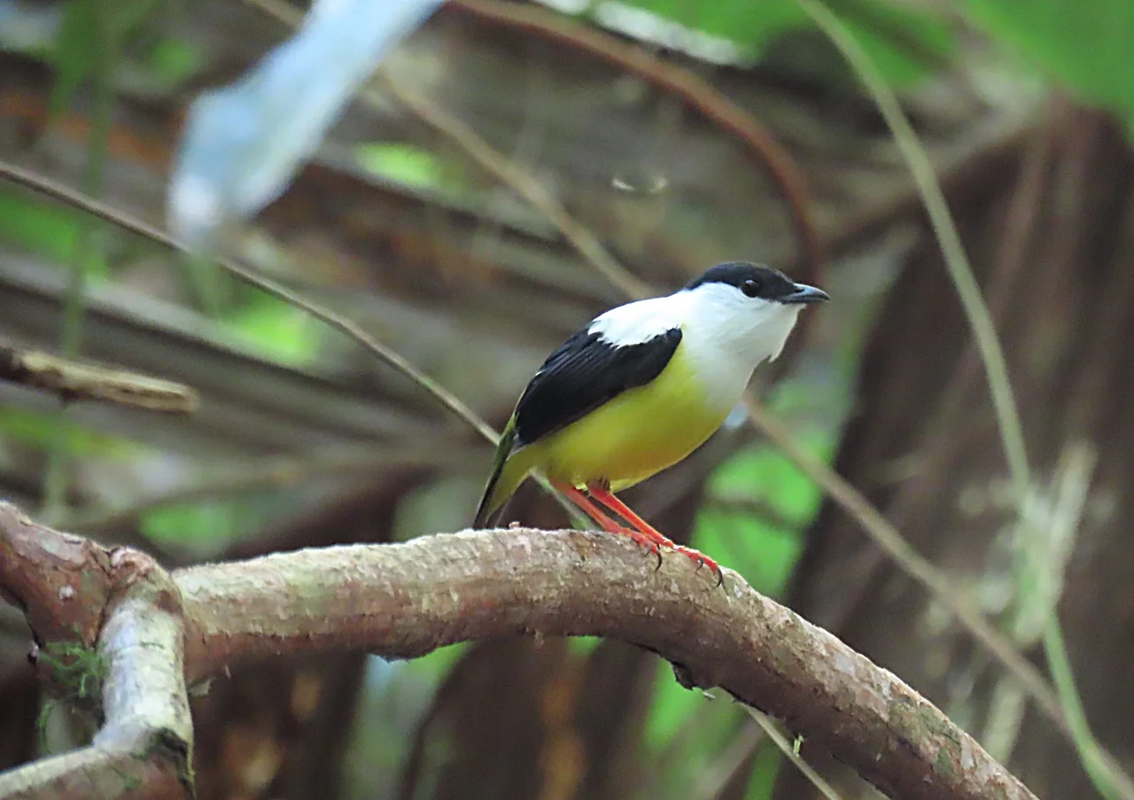 Saltarín cuelliblanco (Manacus candei) macho posado en una rama en La Mariola.