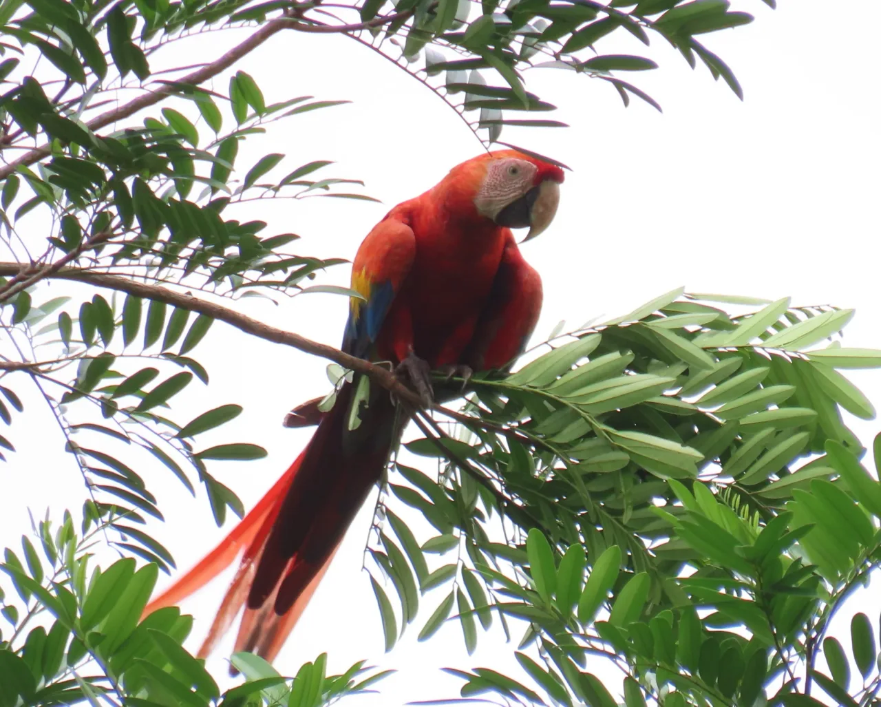 Scarlet Macaw (Ara macao) registrada en La Mariola.