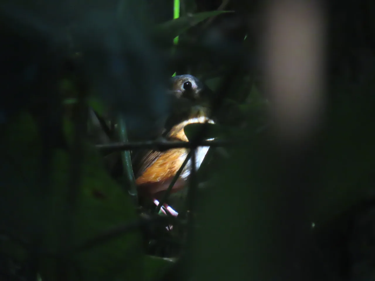 Thicket Antpitta (Myrmothera dives) en la penumbra del sotobosque de La Mariola.