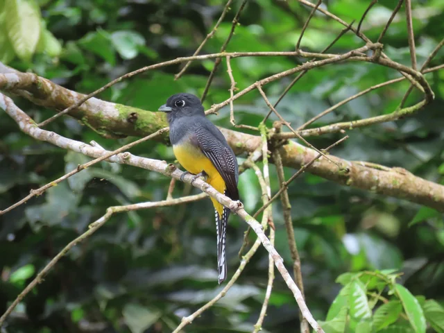 Trogón hembra posado en el sotobosque de La Mariola, hotspot eBird.