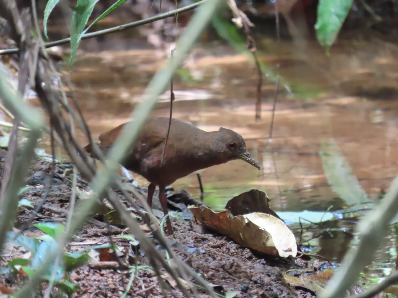 Uniform Crake (Amaurolimnas concolor) registrado en La Mariola.