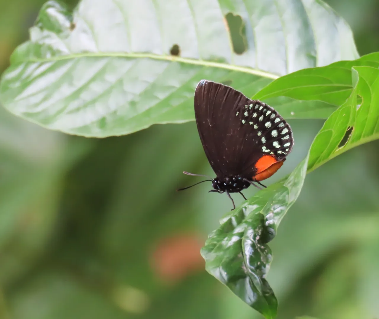 Mariposa posada sobre una hoja en la finca La Mariola.